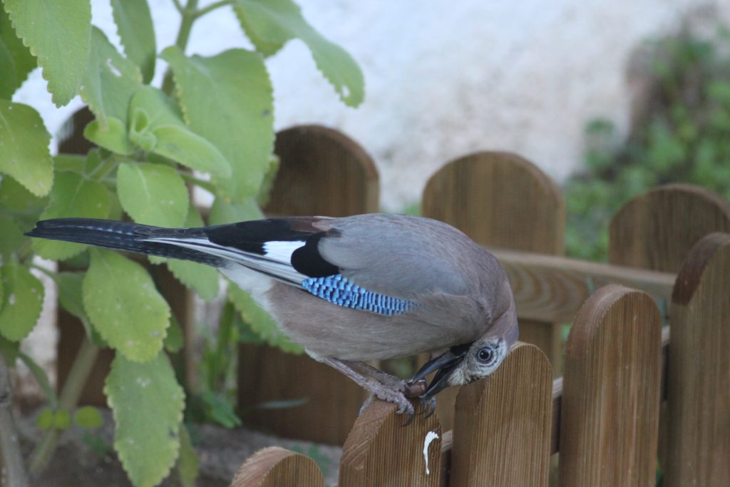 Estudo da Science revela crise preocupante de dispersão de sementes na Europa @FCTUC
