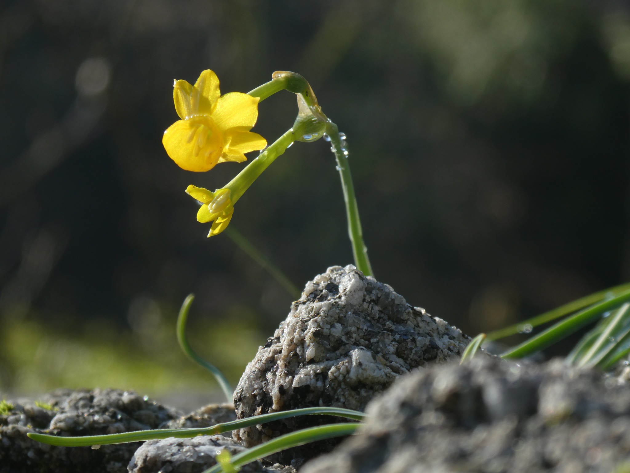 Narcissus scaberulus