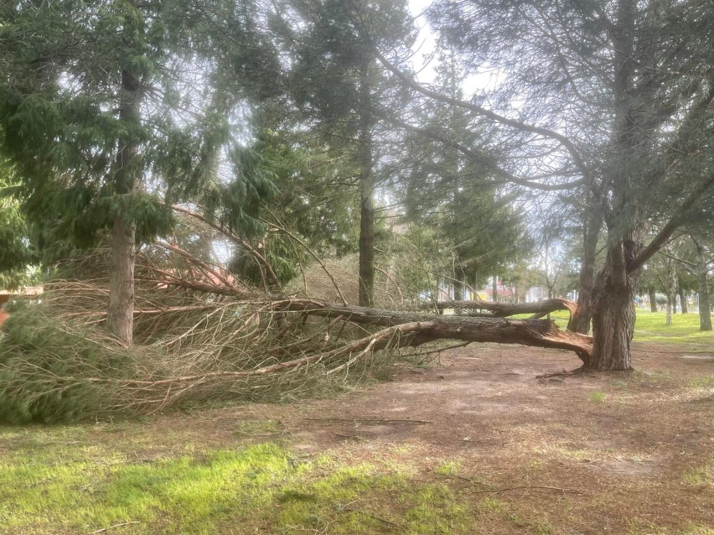 árvores caidas @CM Oliveira do Hospital