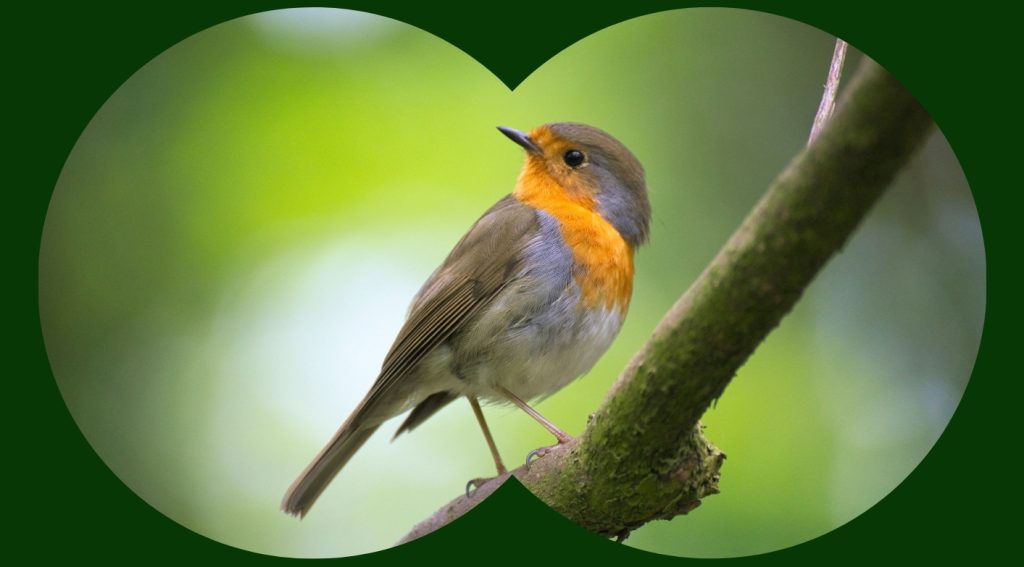 Observação Aves (1)