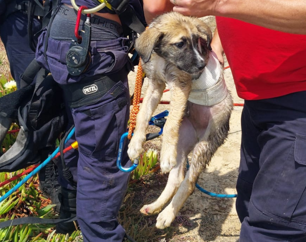 Cão resgatado de arriba na marginal norte de Peniche (1)