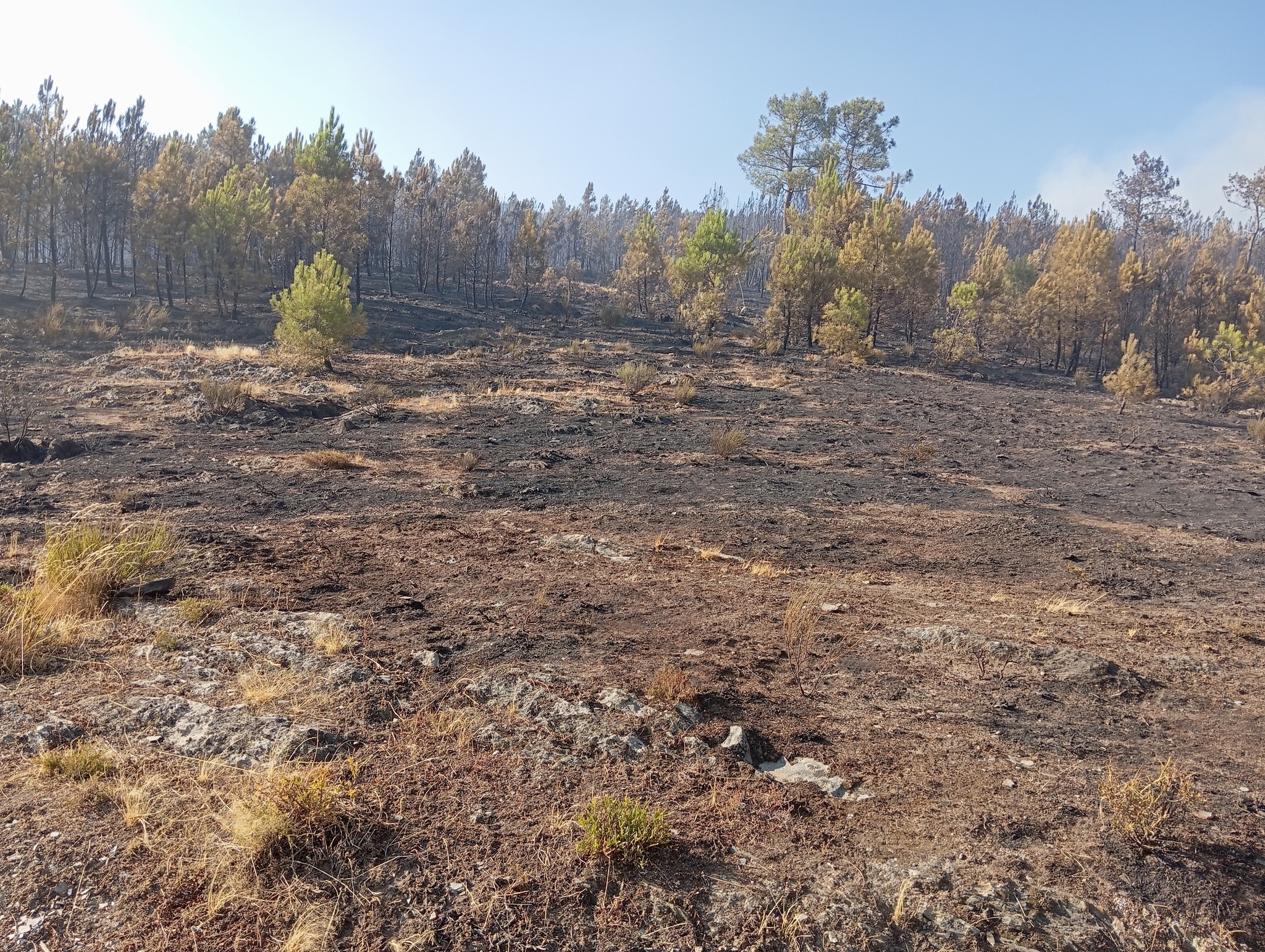 Incêndio em Pampilhosa da Serra mais estável, mas continua ativo em várias frentes