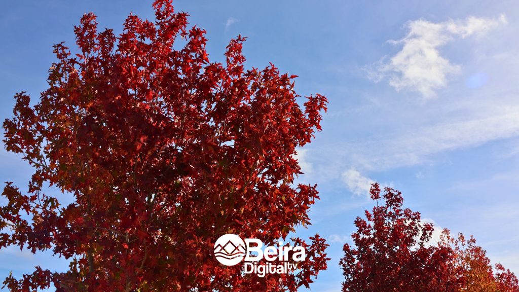 OUTONO @BeiraDigitalTV