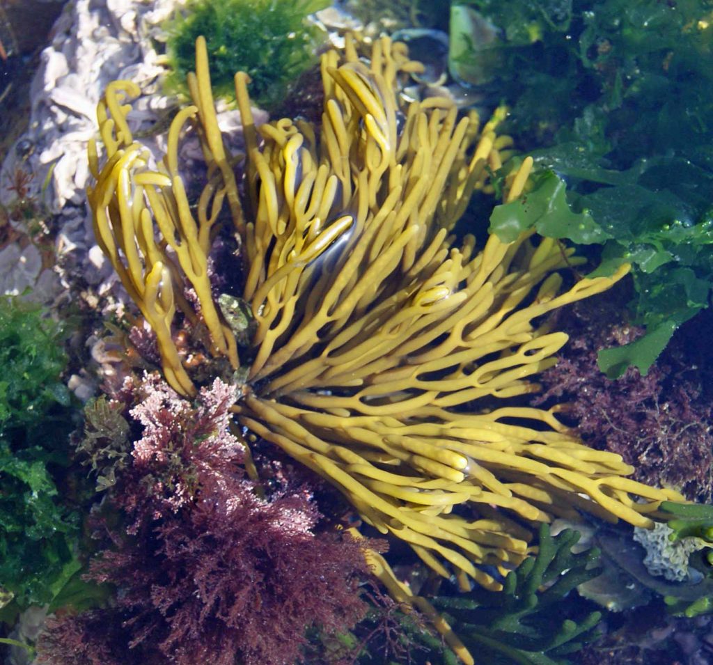 Especialista da UC desenvolve guia ilustrado das principais macroalgas da costa portuguesa