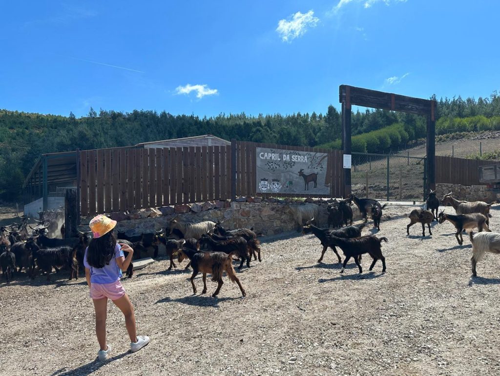 Um dia com o Pastor nos Baldios de São Miguel de Poiares @Comunidade Local de Baldios São Miguel de Poiares