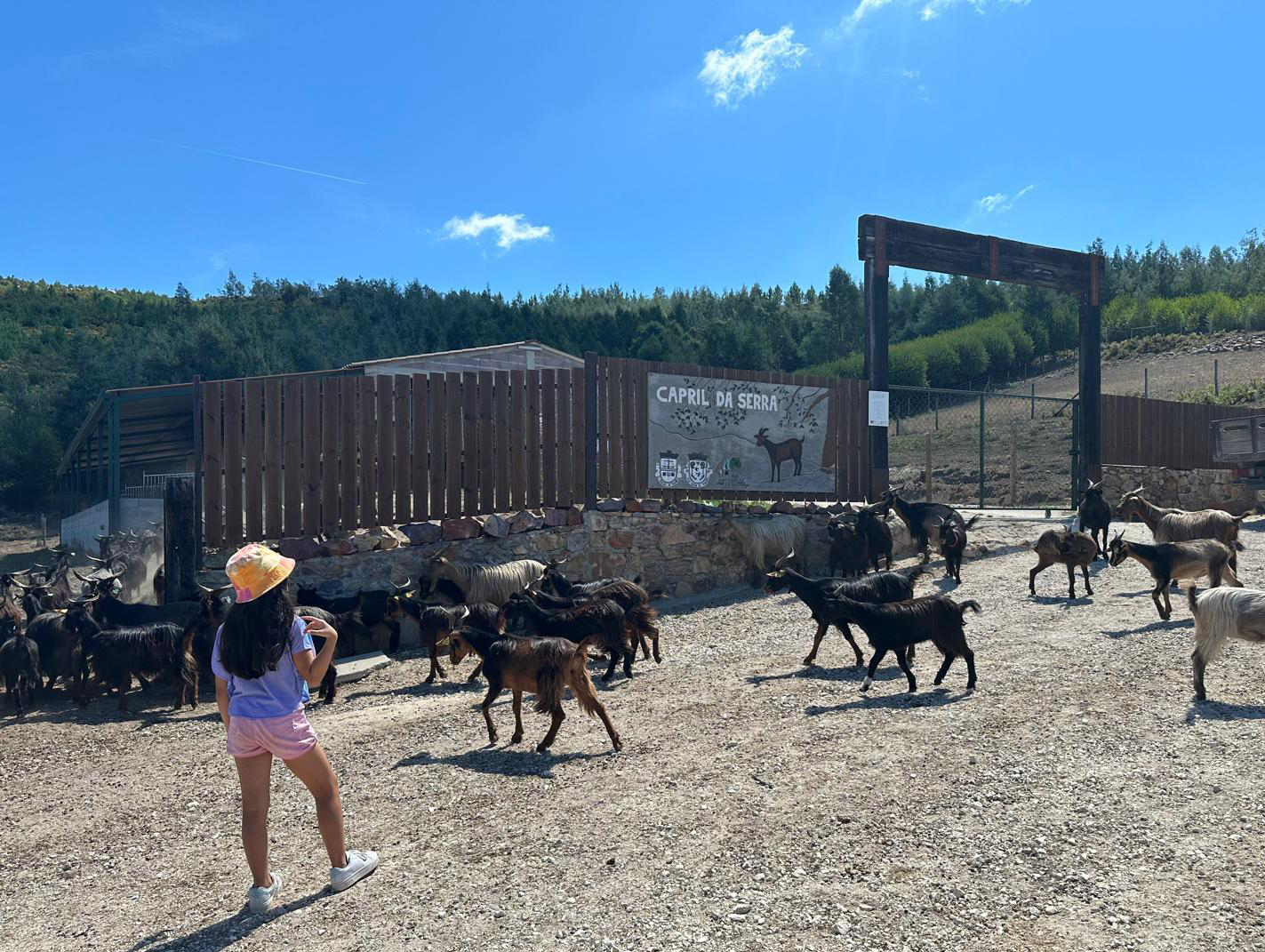 Um dia com o Pastor nos Baldios de São Miguel de Poiares @Comunidade Local de Baldios São Miguel de Poiares