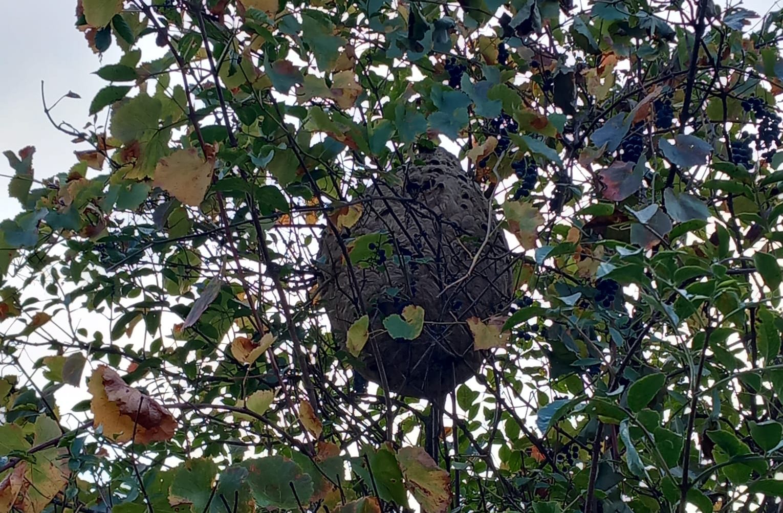 Ninho eliminado na freguesia de Pomares @CM Arganil