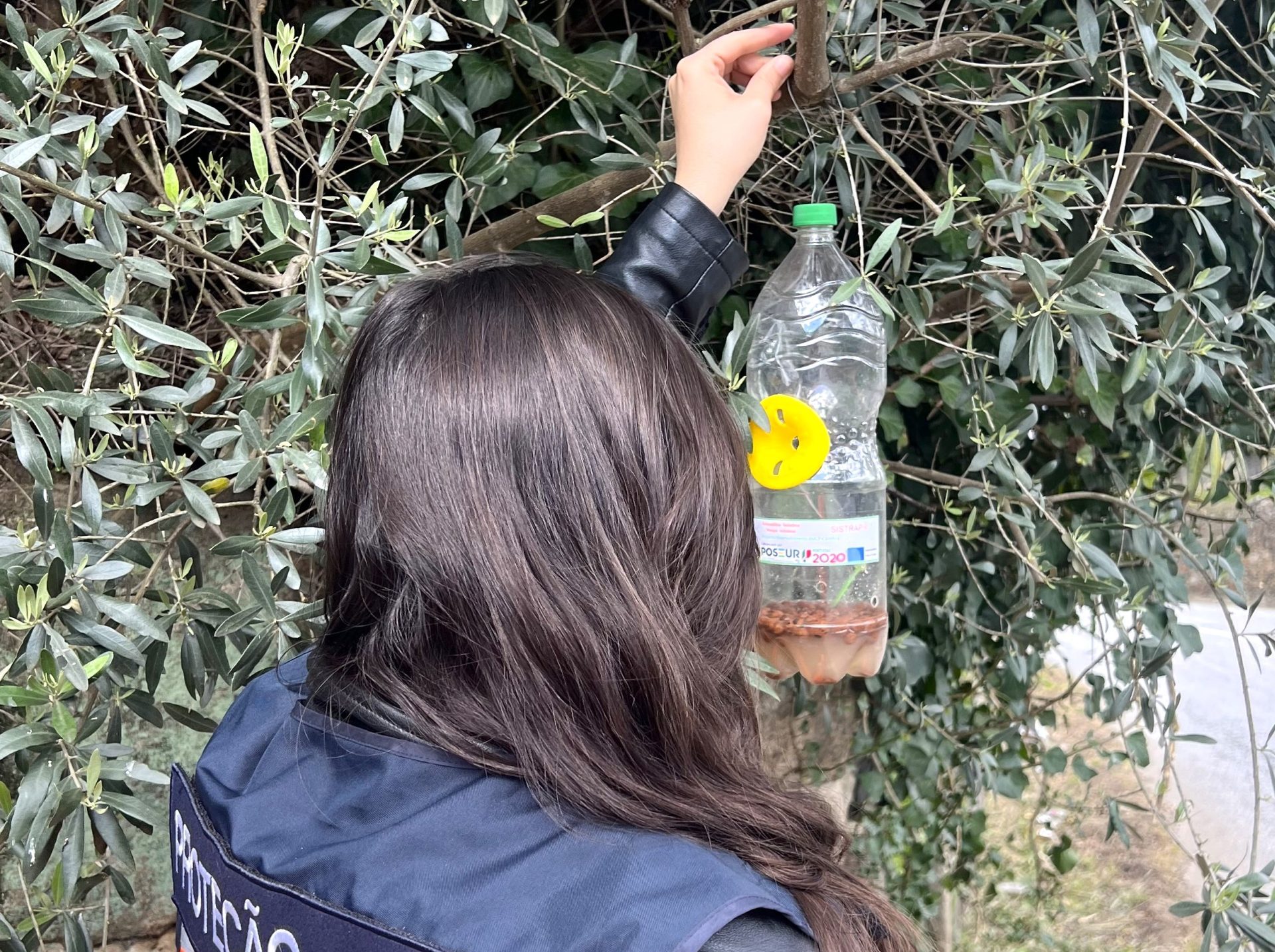 Instalação de armadilhas de combate a vespa asiática em Lamego @CM Lamego
