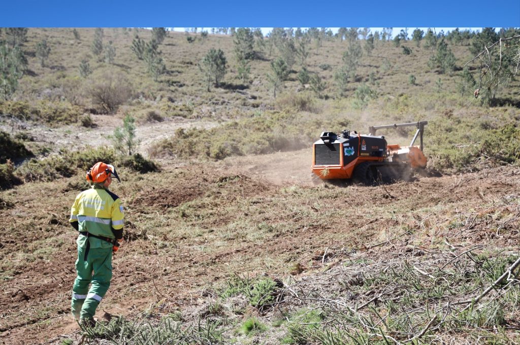 robo florestal @CM Góis