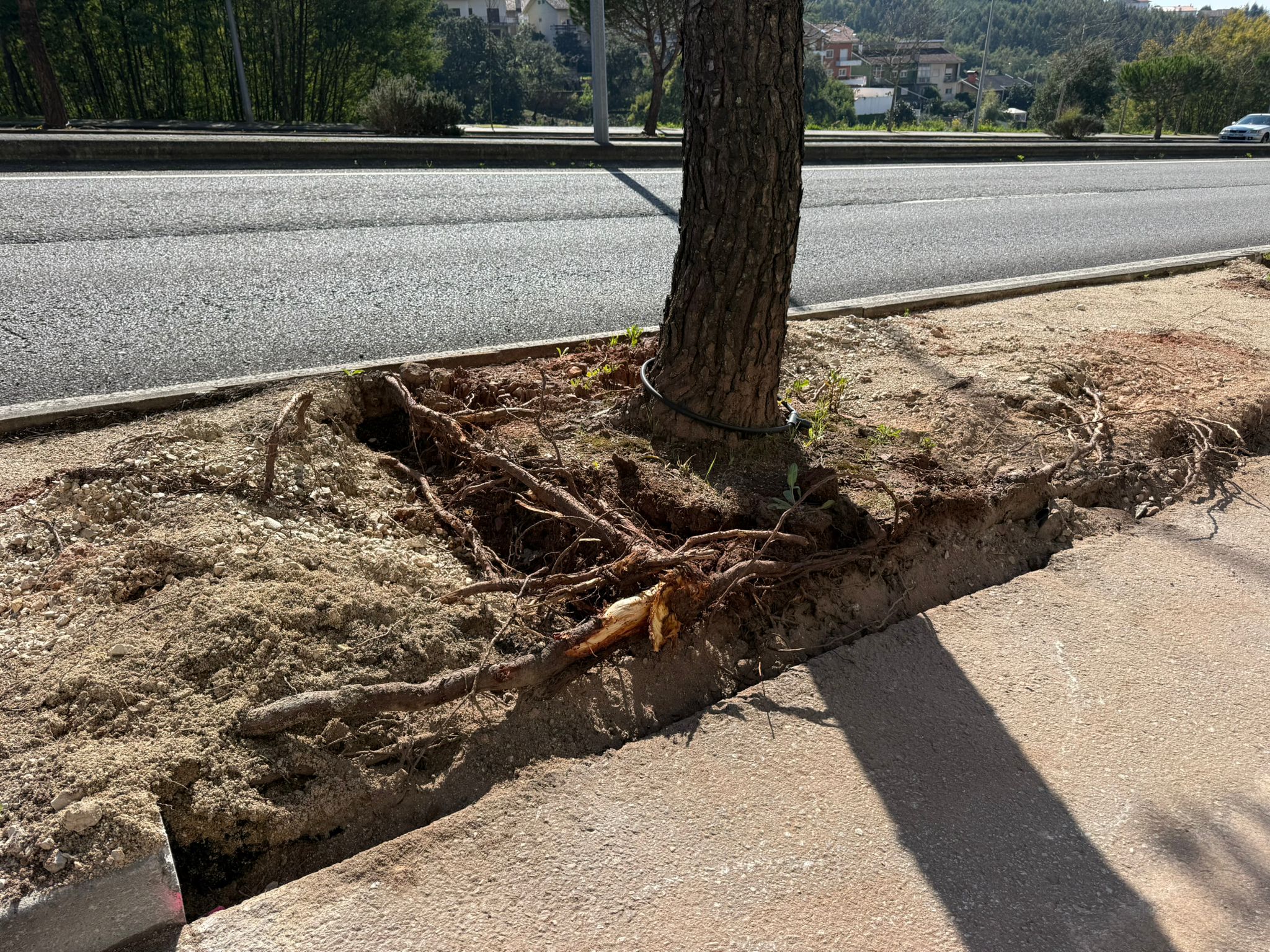 Intervenção na Avenida Elísio de Moura avança com base em parecer técnico da Universidade de Coimbra @CM Coimbra