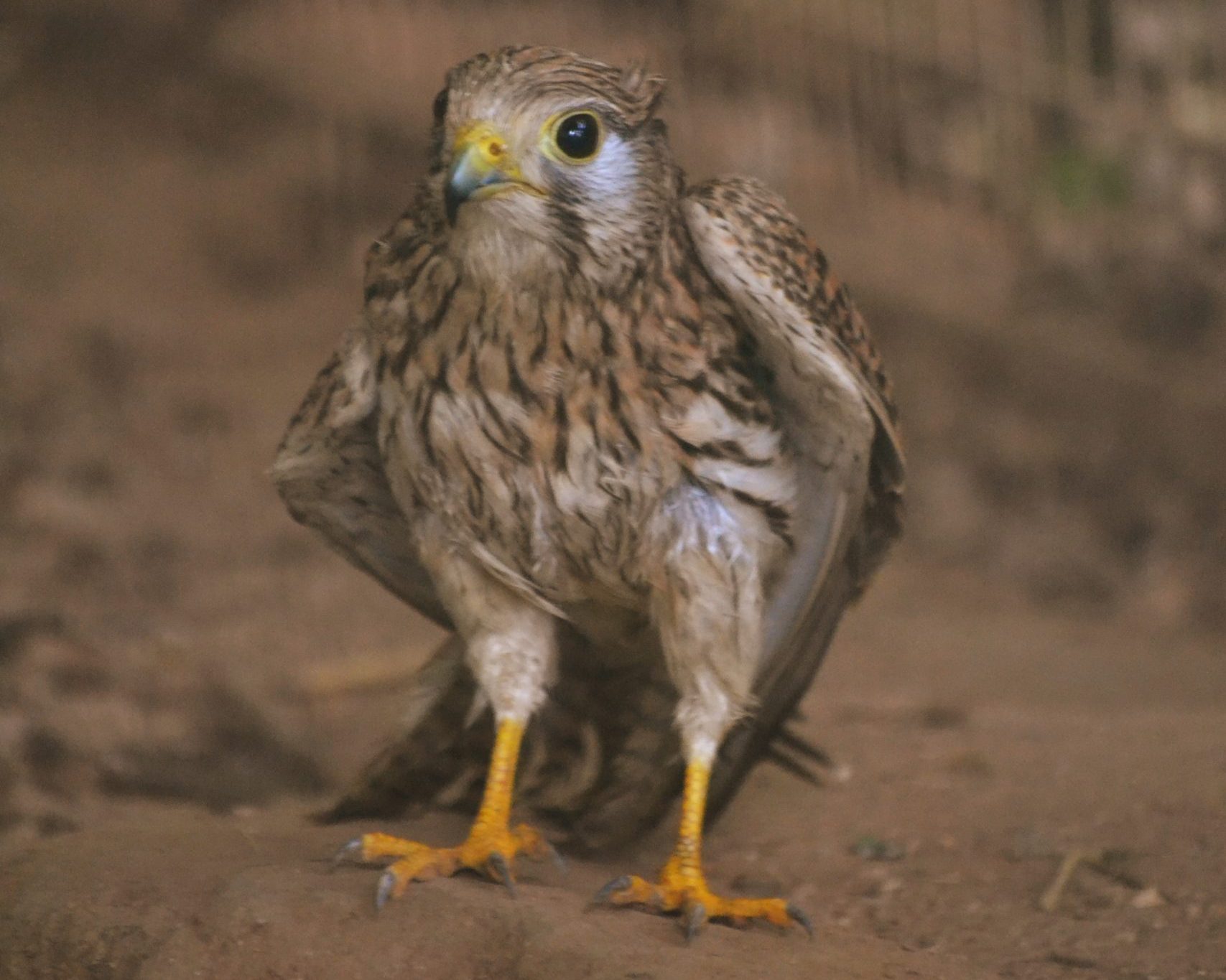 Parque Biológico Serra da Lousã acolhe novo habitante @Fundação ADFP