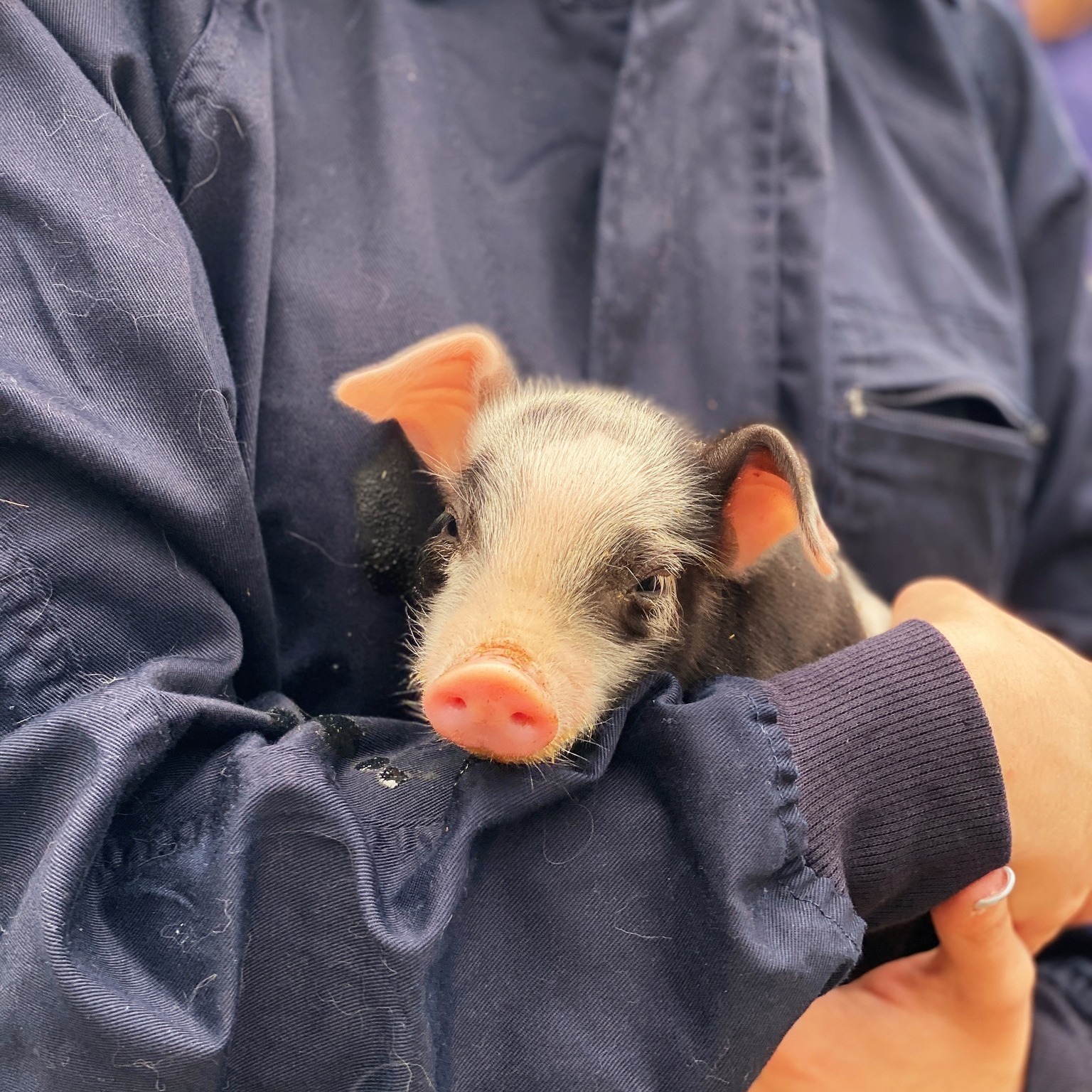 Parque Biológico da Serra da Lousã reforça formação prática com estudantes de Medicina Veterinária @Fundação ADFP