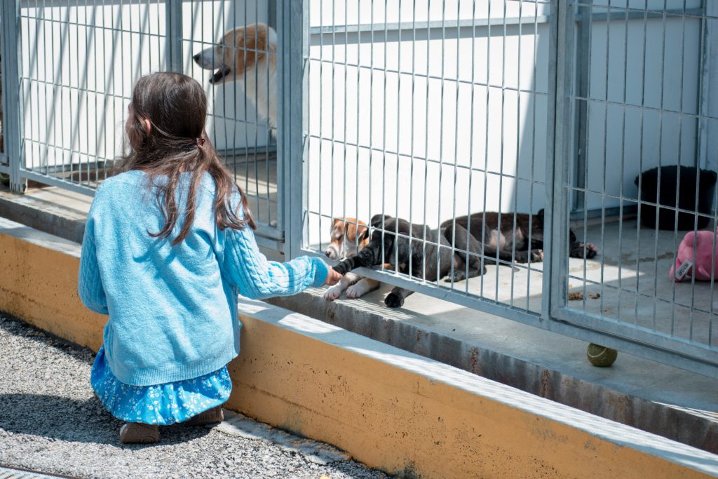 Canil Municipal promove novo “Open Day” este domingo com adoção gratuita de animais @CM Coimbra