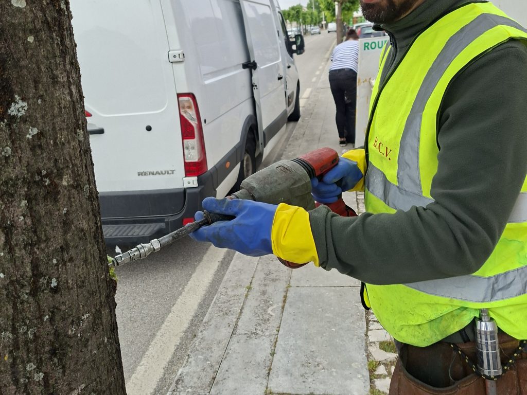 Montemor-o-Velho realiza tratamento preventivo nas árvores da vila @CM Montemor-o-Velho