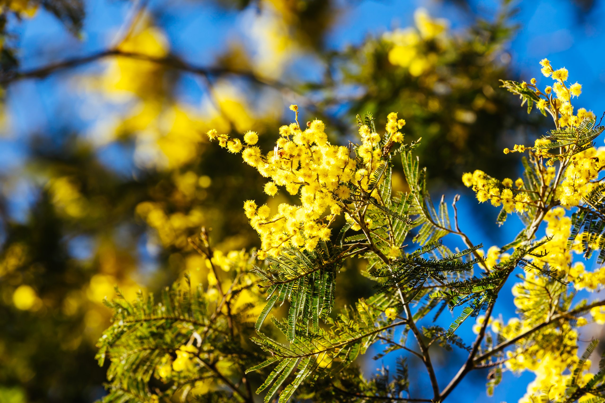 Acácia-mimosa @envato