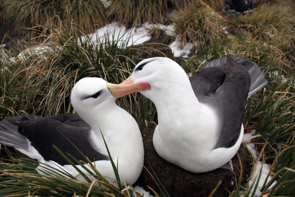 Estudo liderado pela UC deteta microplásticos e contaminantes químicos em aves marinhas subantárticas @UC