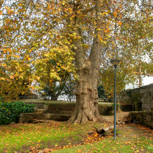 Plátano da Quinta da Cruz, em Viseu (3)