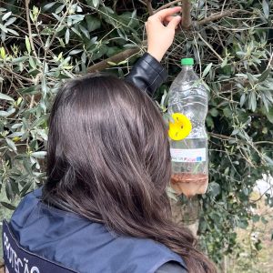 Instalação de armadilhas de combate a vespa asiática em Lamego @CM Lamego