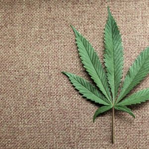 PJ detém três suspeitos de tráfico de droga em Olhão @PJ